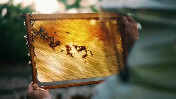 戴着帽子面纱的养蜂人拿着蜂窝 用蜜蜂检查木架上的蜂窝 高质量的4K镜头 — 图库视频影像