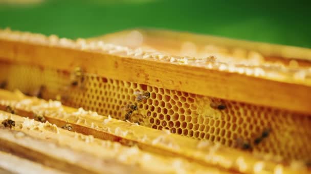 Bijen Korf Honingraten Sluiten Bijenkolonie Een Bijenkorf Macro Honingraat Biologische — Stockvideo