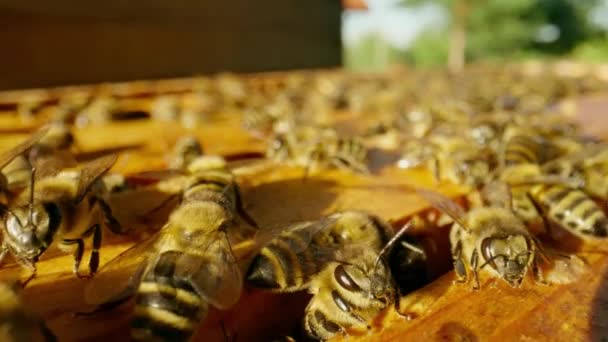 Пчелиная Семья Ползает Раме Открытого Улья Пасеке Пчелиная Ферма Концепция — стоковое видео