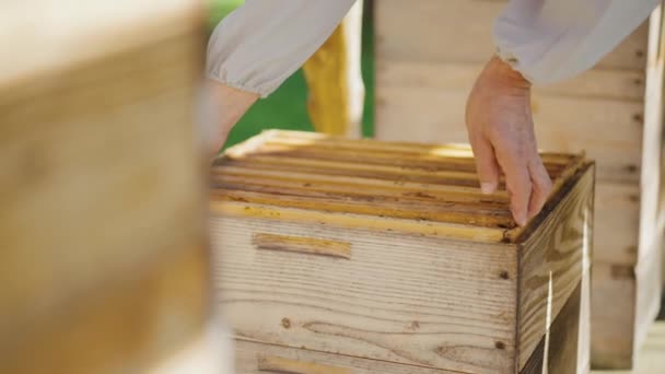 Пчеловод Работает Пчелиной Ферме Держа Оправы Сотами Концепция Пчеловодства Экологически — стоковое видео
