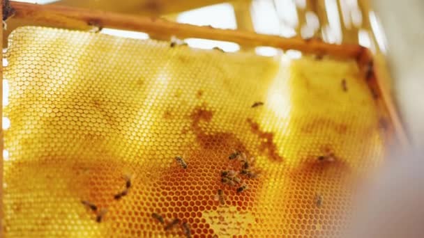 一只蜜蜂在木制框架上的蜂窝上爬行的特写镜头 蜜蜂把蜂蜜放进蜂窝里 农业养蜂概念 高质量的4K镜头 — 图库视频影像