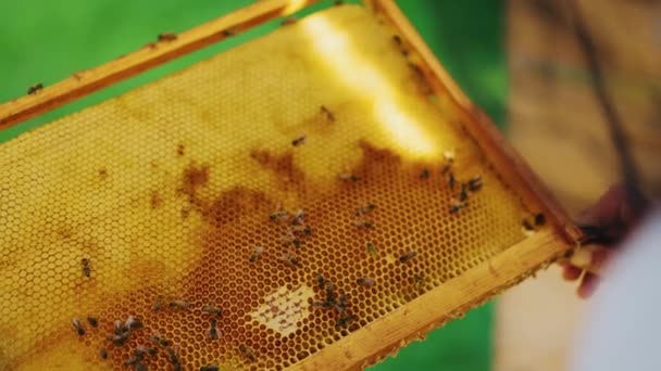蜂はハニカムでフレーム上を這う ミツバチは蜂蜜をハニカムに入れました 農業養蜂の概念 高品質4K映像 — ストック動画