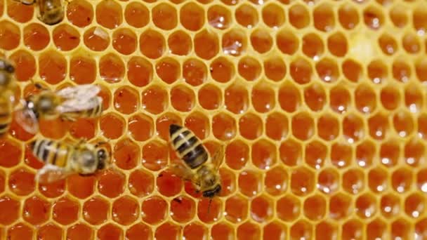 ハニーコームのフレームの上にミツバチのクローズアピアで屋外 ミツバチ農場蜂蜜の昆虫と 養蜂の概念は 有機蜂蜜の生産 高品質4K映像 — ストック動画