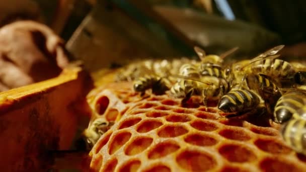 蜂は櫛の上を這う 蜂のフレームのマクロ写真 収集された蜂蜜は櫛の中で光る ビーエイピア 高品質4K映像 — ストック動画
