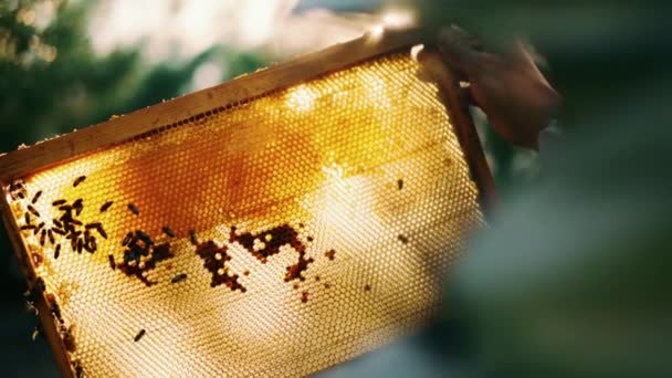 Hands Beekeeper Hold Frame Hive Find Out How Much Honey — Stock Video