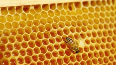 Arı, arı kovanının içinde bal peteğinin üzerinde sürünür. Bal böcekli arı çiftliği. Arıcılık kavramı, organik bal üretimi. Yüksek kalite 4k görüntü