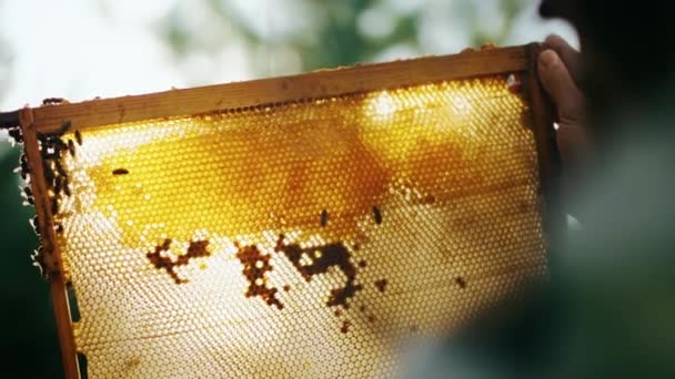 Пчеловод Проверяет Улей Смотрит Пчел Раме Солнце Производство Натурального Меда — стоковое видео