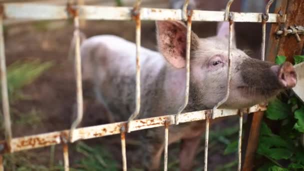 納屋のバーの後ろの豚 豚が豚小屋の外を覗き見する 村のホームファーム 高品質4K映像 — ストック動画