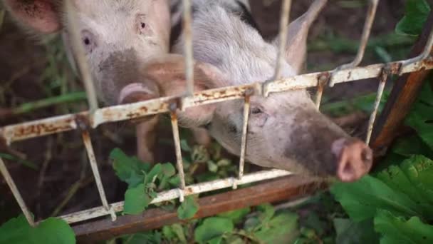 谷仓里的脏猪猪被关在猪圈里猪的鼻子从笼子里探出头来 畜牧业 村里的家庭农场高质量的4K镜头 — 图库视频影像