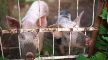 Köydeki bir çiftlikteki domuzlar. Kafesteki domuzlar yüzlerini gösterip beslenmeyi beklerler. Çiftlik hayvanı yetiştiriciliği. Domuz eti. Yüksek kalite 4k görüntü