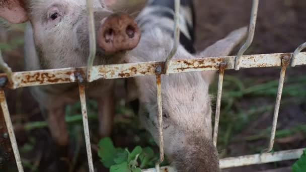 Porcos Numa Quinta Aldeia Porcos Gaiolas Mostram Seus Rostos Esperam — Vídeo de Stock