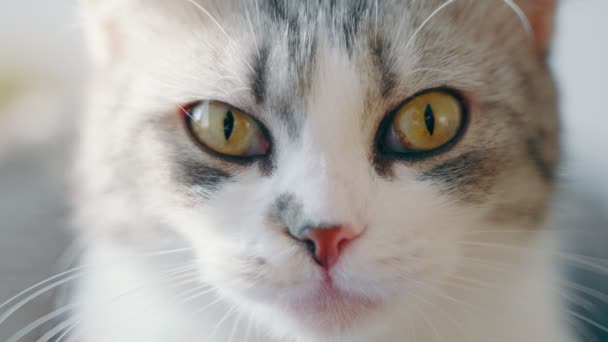 Slow Motion Head Cute Shorthair Cat Shows Its Tongue Licks — Video