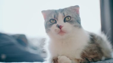 A beautiful lop-eared fold cat sits on a bed and looks around, moves his ears, then looks into the camera. Domestic cat. Curious cat. a pet. High-quality shooting in 4k format
