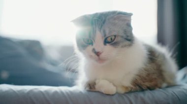 A cute gray-white lop-eared cat yawns while sitting on a bed against the background of a window. Funny cat face with whiskers. Pet. Love and care. High quality 4k footage
