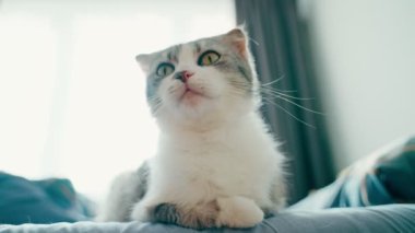 A beautiful lop-eared fold cat sits on the bed and looks around, moves his ears and looks in different directions. Domestic cat. Curious cat. pet. High-quality shooting in 4k format
