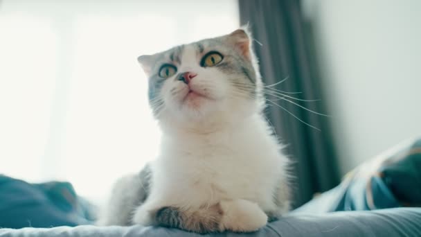 ベッドの上には美しい耳飾りの猫が座り 周りを見回したり 耳を動かしたり さまざまな方向を向いています 国内猫 好奇心旺盛な猫 ペット 4K判の高画質撮影 — ストック動画