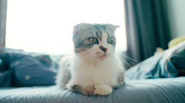 A beautiful lop-eared fold cat sits on the bed and looks around, moves his ears and looks in different directions. Domestic cat. Curious cat. pet. High-quality shooting in 4k format