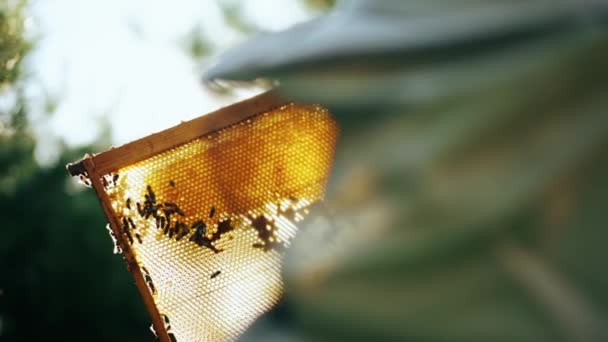 雄蜂饲养者手里拿着一个装有蜂蜜的框架 蜜蜂在这个框架上爬行 用花蜜和花粉酿造蜂蜜 高质量的4K镜头 — 图库视频影像