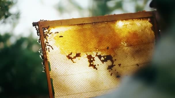 Méhész Ellenőrzi Méz Mennyiségét Kereten Azáltal Hogy Kiveszi Méhből Megvizsgálja — Stock videók