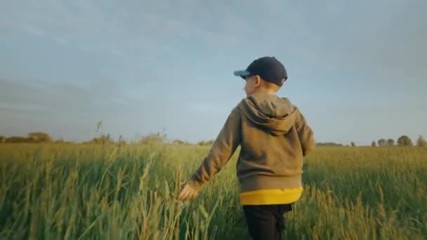 아이가 평온하게 다니면서 손으로 만진다 풀밭에서 일광욕을 즐기는아이 형식의 고품질 — 비디오