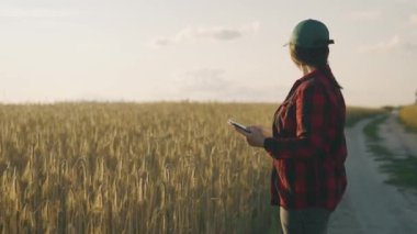 Buğday tarlasında bir tabletle çalışan çiftçi kadın tarladaki buğday hasadını inceliyor. İş kadını tahıl hasadını analiz ediyor. Zirai işler. Ekolojik Yüksek Kaliteli 4k görüntü