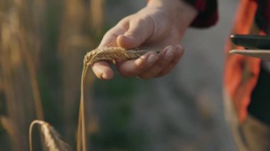 Tabletle buğday tarlası üzerinde çalışan çiftçi kadın. Tabletli gronomist olgunlaşmış buğday tarlasını tutuyor. Gronomist tarlada hasatı gözlemliyor. İş kadını tahıl hasatını analiz ediyor.