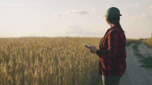 Αγρότης Γυναίκα Που Εργάζεται Ένα Δισκίο Ένα Χωράφι Σιταριού Εξέταση — Αρχείο Βίντεο