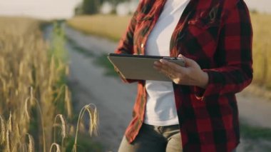 Tabletle buğday tarlası üzerinde çalışan çiftçi kadın. Tabletli gronomist olgunlaşmış buğday tarlasını tutuyor. Gronomist tarlada hasatı gözlemliyor. İş kadını tahıl hasatını analiz ediyor.