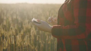 Tabletli bir tarım uzmanı olgunlaşmış buğday tutar, inceler, analiz eder ve verileri tablete koyar. Agronomist tarladaki tahıl hasadını kontrol ediyor. İş kadını tahıl hasadını analiz ediyor.