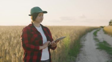 Buğday tarlasında bir tabletle çalışan çiftçi kadın tarladaki buğday hasadını inceliyor. İş kadını tahıl hasadını analiz ediyor. Zirai işler. Ekolojik Yüksek Kaliteli 4k görüntü