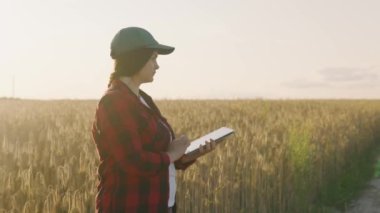 Tabletli bir tarım uzmanı olgunlaşmış buğday tutar, inceler, analiz eder ve verileri tablete koyar. Agronomist tarladaki tahıl hasadını kontrol ediyor. İş kadını tahıl hasadını analiz ediyor.