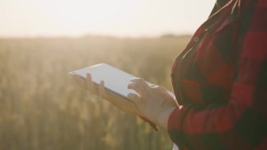 Tabletli bir tarım uzmanı olgunlaşmış buğday tutar, inceler, analiz eder ve verileri tablete koyar. Agronomist tarladaki tahıl hasadını kontrol ediyor. İş kadını tahıl hasadını analiz ediyor.