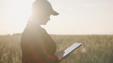 Tabletli bir tarım uzmanı olgunlaşmış buğday tutar, inceler, analiz eder ve verileri tablete koyar. Agronomist tarladaki tahıl hasadını kontrol ediyor. İş kadını tahıl hasadını analiz ediyor.