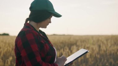 Tabletli bir tarım uzmanı olgunlaşmış buğday tutar, inceler, analiz eder ve verileri tablete koyar. Agronomist tarladaki tahıl hasadını kontrol ediyor. İş kadını tahıl hasadını analiz ediyor.