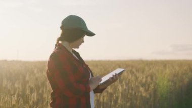 Tabletle buğday tarlası üzerinde çalışan çiftçi kadın. Tabletli gronomist olgunlaşmış buğday tarlasını tutuyor. Gronomist tarlada hasatı gözlemliyor. İş kadını tahıl hasatını analiz ediyor.
