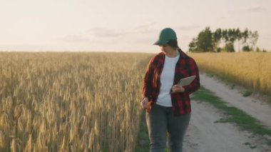 Gün batımı ışınlarında, bir tarım uzmanı olgunlaşmış buğday tutar, inceler, analiz eder ve tablete veri girer. Tarımcı tarladaki tahıl koleksiyonunu kontrol eder. 4k