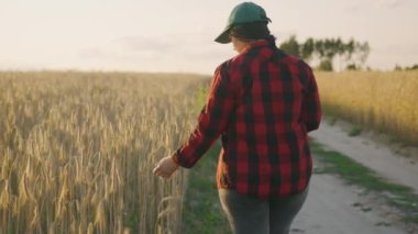 Elinde bir pano olan deneyimli bir tarım uzmanı buğday tarlasının yanında yürüyor, olgun dikenleri eliyle okşuyor, olgunluk için inceliyor. İş kadını tarım uzmanı tahıl hasadını analiz ediyor. 4k