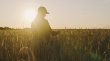 Gün batımı ışınlarında, bir tarım uzmanı olgunlaşmış buğday tutar, inceler, analiz eder ve tablete veri girer. Tarımcı tarladaki tahıl koleksiyonunu kontrol eder. 4k