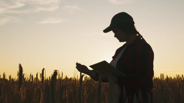 日没の光線では タブレットを備えたアグロニストが熟した小麦を保持し 検査し 分析を行い タブレットにデータを入力します アグロノミストは畑の穀物をコントロールする 4Kについて — ストック動画