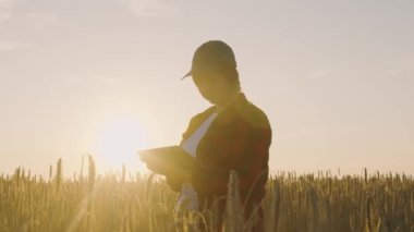 Tabletli bir tarım uzmanı olgunlaşmış buğday tutar, inceler, analiz eder ve verileri tablete koyar. Agronomist tarladaki tahıl hasadını kontrol ediyor. İş kadını tahıl hasadını analiz ediyor.
