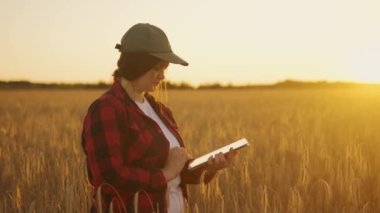 Tabletli bir tarım uzmanı olgunlaşmış buğday tutar, inceler, analiz eder ve verileri tablete koyar. Agronomist tarladaki tahıl hasadını kontrol ediyor. İş kadını tahıl hasadını analiz ediyor.