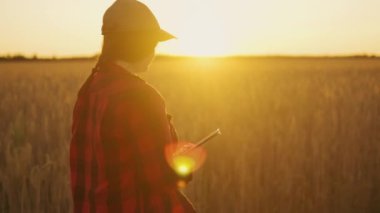 Tabletli bir çiftçi, gün batımında tarladaki buğday tarlalarını değerlendiriyor. Bir kadın çiftçi, dijital tabletle tarlada çalışıyor. Çevre dostu tahıl. Teknoloji, tarım sektörü.