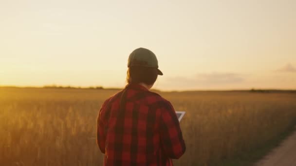 一位农妇走在麦田附近的一条土路上 察看土地和麦田 女商人分析粮食产量 高质量的4K视频记录 — 图库视频影像