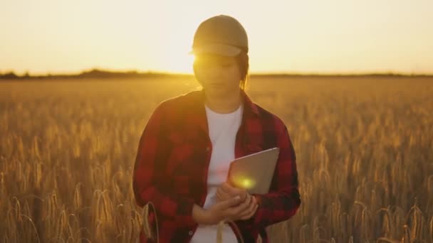 Fermier Tabletă Evaluează Terenul Grâu Apusul Soarelui Câmp Femeie Fermier — Videoclip de stoc