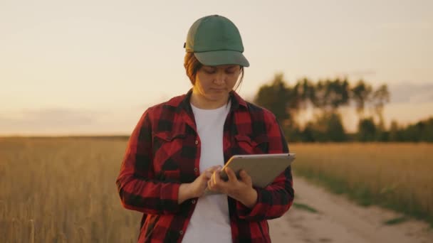 麦田里的妇女手里拿着一块石碑 分析庄稼的成熟度 有机小麦在田里的收获时间 — 图库视频影像