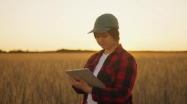 Tabletli bir tarım uzmanı olgunlaşmış buğdayı tutar, inceler, analiz eder ve tablete veri koyar. Gronomist tarladaki tahıl hasadını kontrol eder. İş kadını tahıl hasadını analiz eder.