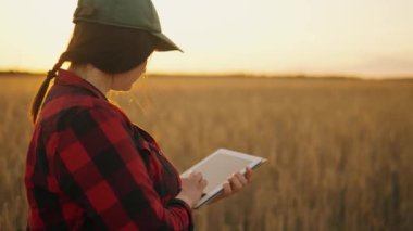 Tabletli bir çiftçi, gün batımında tarladaki buğday tarlalarını değerlendiriyor. Bir kadın çiftçi, dijital tabletle tarlada çalışıyor. Çevre dostu tahıl. Teknoloji, tarım sektörü.