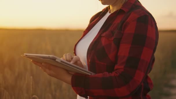 태블릿을 전문가는 분석을하고 태블릿에 데이터를 입력합니다 전문가는 분야에서 곡물의 수확을 스톡 비디오