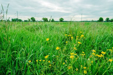 Geniş manzaranın önündeki sarı, keskin düğün çiçeği, yeşilin çeşitli tonlarında gösterilir. Gökyüzü biraz yapılandırılmış. Güneş parlamıyor..