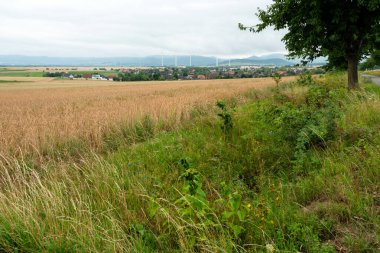 Karanlık bir gökyüzünün altında çarpıcı bir ışıkla kirli sakal tarlası. Güneş ışınları bulutların arasından geçip altın tarlaları, yeşil tepeleri, ağaçları ve uzak Harz Dağlarını aydınlatıyor..